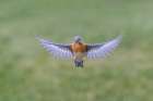Eastern bluebird flying, Kentucky Art Print